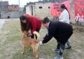 Semana del animal con operativo de vacunación, castración y registro de mascotas