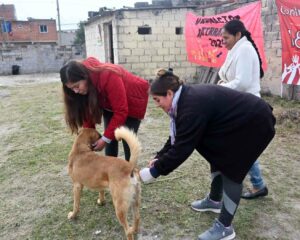 Semana del animal con operativo de vacunación, castración y registro de mascotas