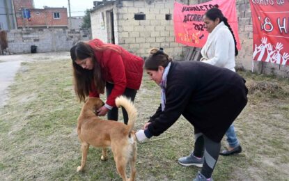 Semana del animal con operativo de vacunación, castración y registro de mascotas