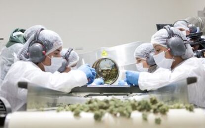 Jujuy ya exporta flor de cannabis de grado farmacéutico a Portugal, Alemania y Australia