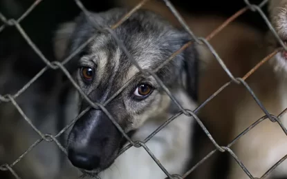 Comienzan a debatir el proyecto de la ley Conan sobre maltrato animal