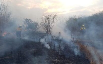 Varios incendios fueron sofocados en Jujuy