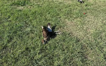Investigan la aparición de animales envenenados en Ciudad Cultural