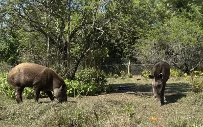 La vuelta a la libertad de tapires en las Yungas
