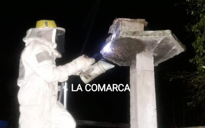 Siete heridos y un perro muerto por ataque de enjambre de abejas