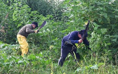 Destinan 100 trabajadores para desmalezar 144 espacios de Alto Comedero