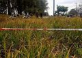 Encuentran restos humanos en el descampado donde buscaban a Agostina Vega