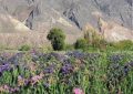 Jujuy será sede de la 1° Jornada Provincial de Floricultura