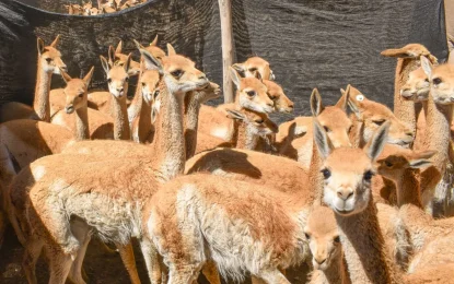 Imponen la multas más alta por caza furtiva en Jujuy