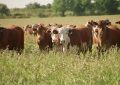 El Gobierno creó el Sistema Informático de Trazabilidad Animal para todos los eslabones de la cadena cárnica