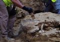Hallaron los restos de una tortuga de más de 15 millones de años en un edificio de Madrid