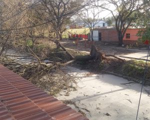 Sin servicio eléctrico y árboles caídos, por las ráfagas de viento del viernes en Alto Comedero