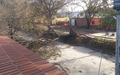 Sin servicio eléctrico y árboles caídos, por las ráfagas de viento del viernes en Alto Comedero