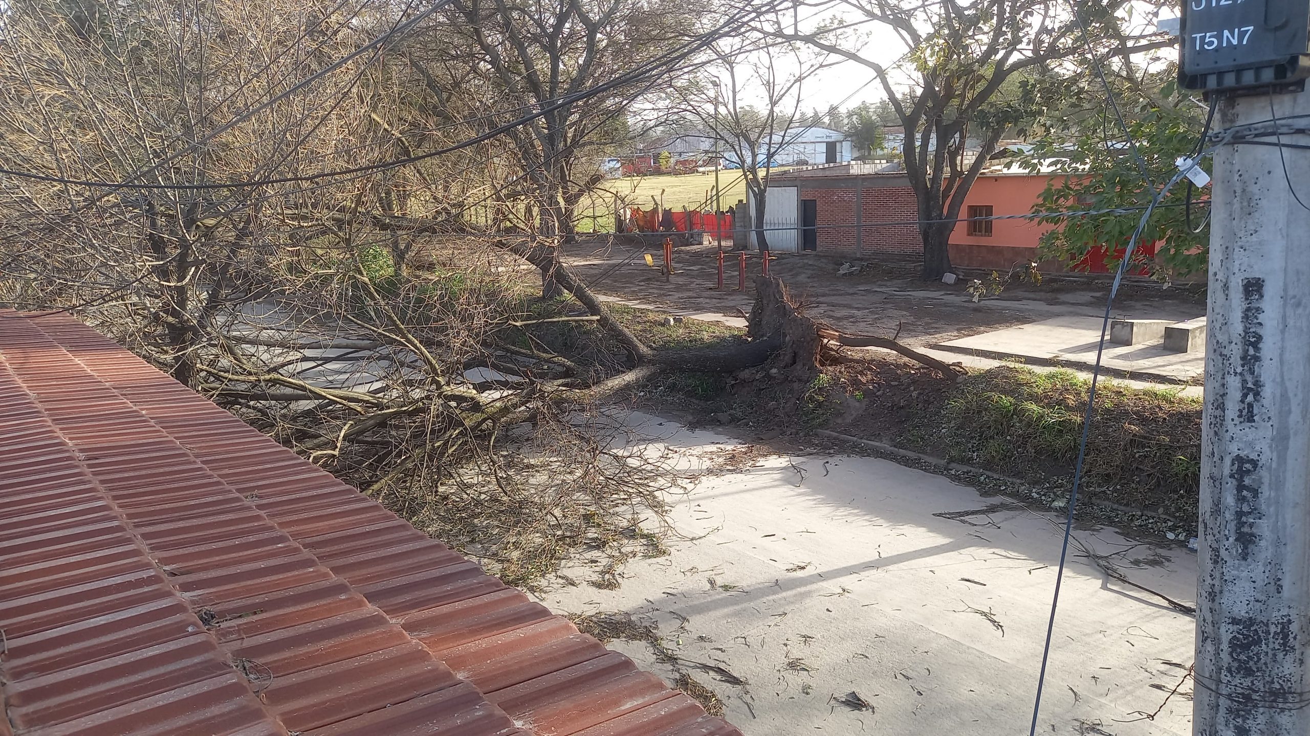 Sin servicio eléctrico y árboles caídos, por las ráfagas de viento del viernes en Alto Comedero