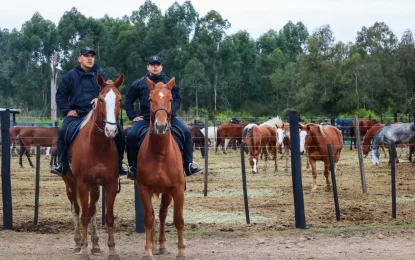 incorpora 32 equinos para fortalecer el Cuerpo de Caballería Provincial