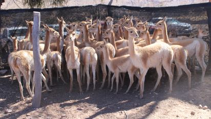 Rescataron 42 vicuñas y cerraron un histórico criadero en Jujuy