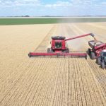 Con un buen escenario de precios y una cosecha récord, todavía falta comercializar el 30% de la producción de trigo