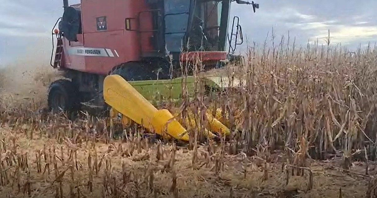 “desesperacion-por-cosechar”:-en-solo-4-dias-se-trillaron-70.000-hectareas-de-maiz,-antes-de-la-vuelta-de-las-lluvias