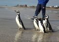 Seis pingüinos volvieron al mar