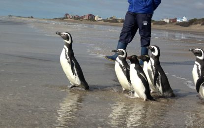 Seis pingüinos volvieron al mar