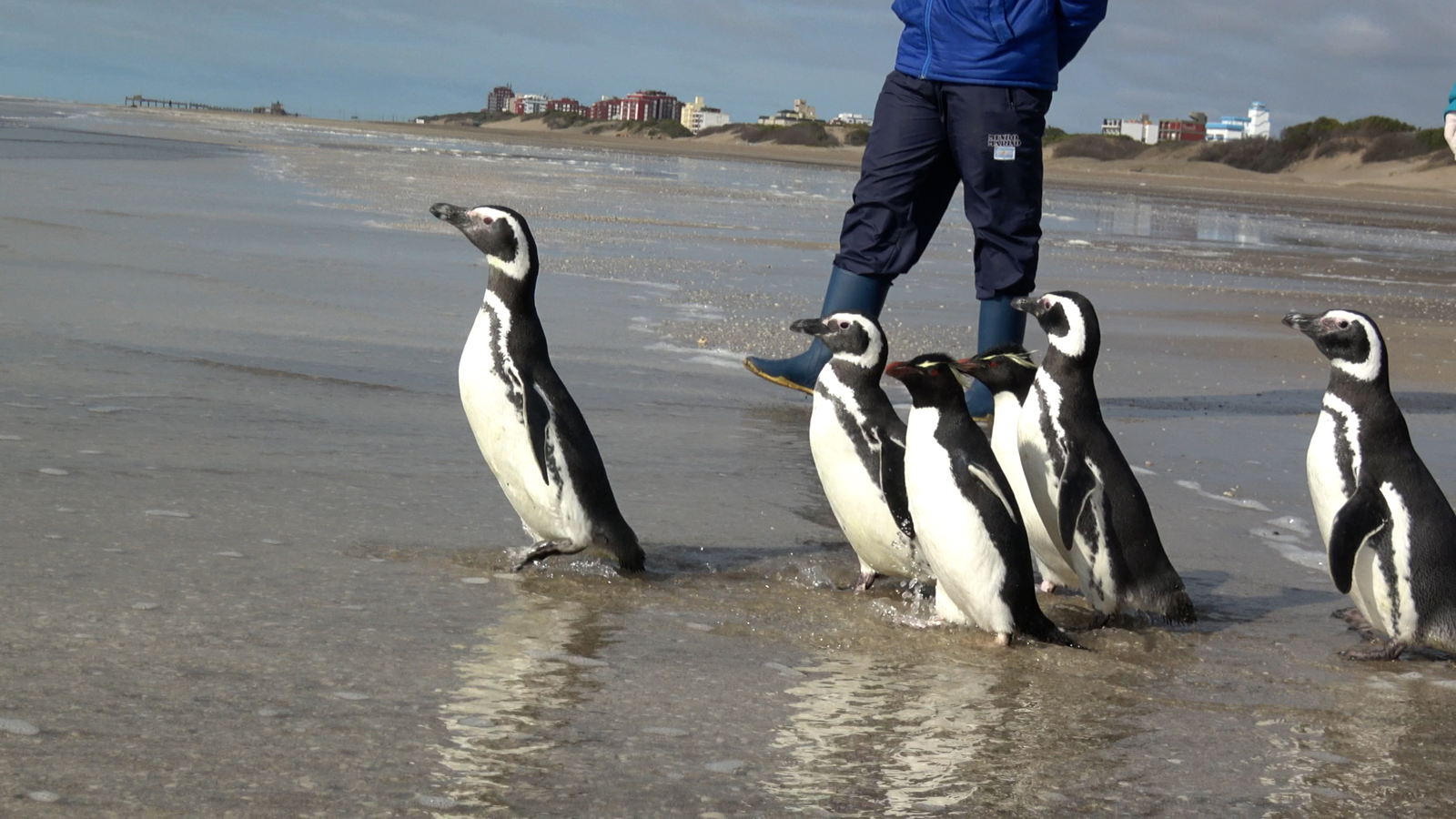 Seis pingüinos volvieron al mar