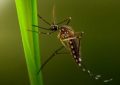 El decreto insólito: un intendente prohíbe a los mosquitos tigre sobrevolar su municipio