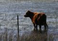 «El área con excesos es mayor»: el campo espera al “súper Niño” con reservas de agua en los suelos por encima de lo normal