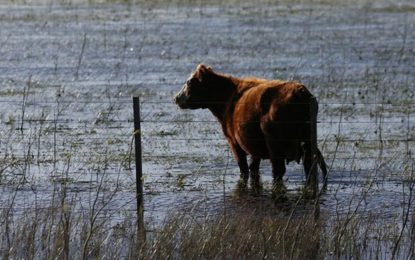 «El área con excesos es mayor»: el campo espera al “súper Niño” con reservas de agua en los suelos por encima de lo normal