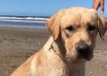 Murió Quino, el perro que buscó personas vivas bajo los escombros del terremoto en Venezuela