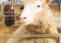 A 30 años de la oveja dolly: de la clonación a la vitrina del museo