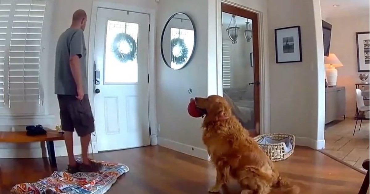 nash,-el-perro-que-invito-a-jugar-al-ladron-que-entro-a-robar-su-casa