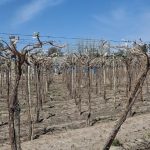 Las heladas le dieron un duro golpe a la principal actividad agropecuaria de una provincia y estiman pérdidas de hasta el 60% en la producción de una variedad clave