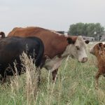 La faena de vacas se acerca a un nivel de equilibrio y la retención empieza a aparecer
