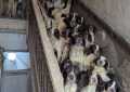 Una familia fue condenada por maltrato animal tras tener más de 80 animales hacinados y en condiciones deplorables