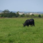 Récord en Bahía Blanca: pagaron $42 millones por un toro Angus