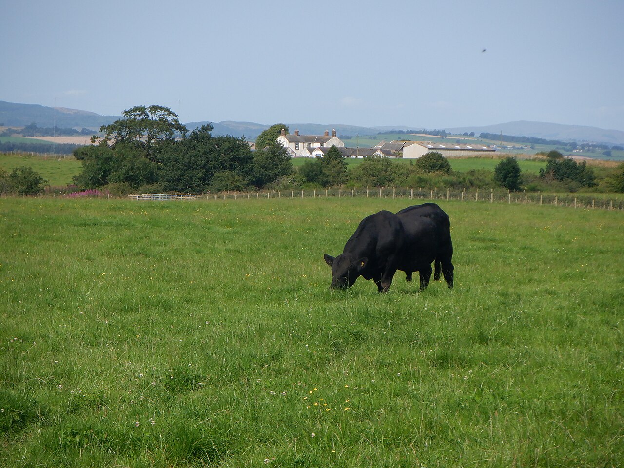 Récord en Bahía Blanca: pagaron $42 millones por un toro Angus
