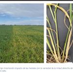 Heladas y enfermedades ponen en alerta a los productores de trigo, aunque la región núcleo apunta a una gran cosecha