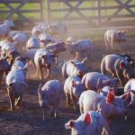 El consumo de carne de cerdo en la Argentina se multiplicó por seis en 35 años