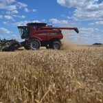 Brasil importará un volumen récord de trigo y la Argentina ve una gran oportunidad