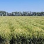 Llegaron las lluvias de El Niño: alivio para el trigo y mejores perspectivas para la siembra de soja