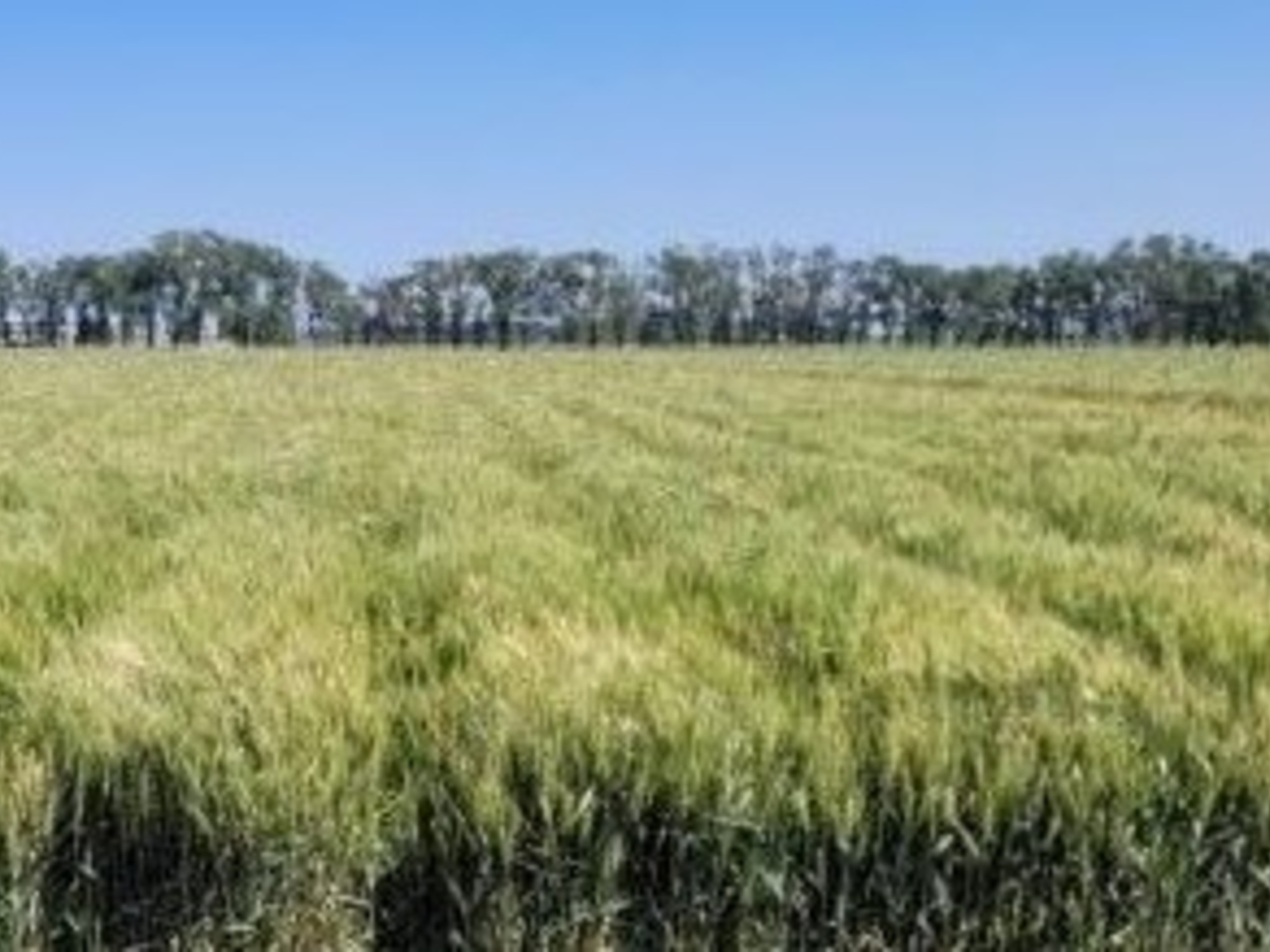 La región central recibió lluvias clave para encaminar la campaña de trigo hacia niveles de producción por encima del promedio de los últimos cinco años