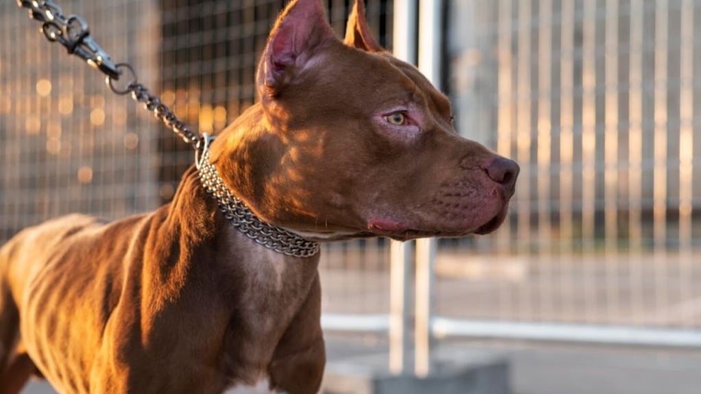 Un nene de 4 años murió luego de ser atacado por un perro pitbull en una casa de Francisco Álvarez, en el partido bonaerense de Moreno