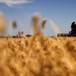 Arranca la cosecha de trigo en Santiago del Estero con buenas expectativas y la mirada puesta en el calor