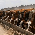 La faena bovina cayó 11% en un año, pero el mayor peso de los animales amortiguó la baja en la producción de carne
