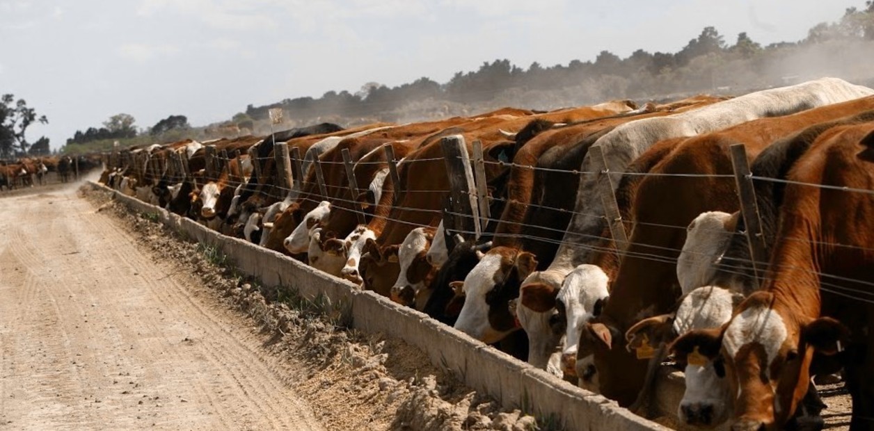 La faena bovina cayó 11% en un año, pero el mayor peso de los animales amortiguó la baja en la producción de carne