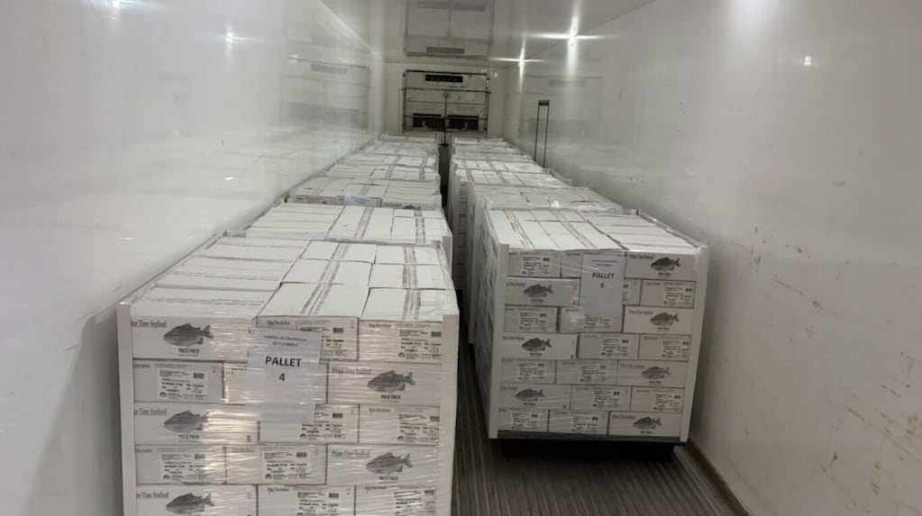 El pacú del Chaco llega a Estados Unidos: el SENASA certificó un envío de más de 8,6 toneladas