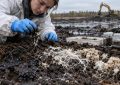 Un hongo logró eliminar el 99% del petróleo de un suelo contaminado en 90 días